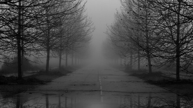 Misty pathway flanked by bare Plane trees in monochrome