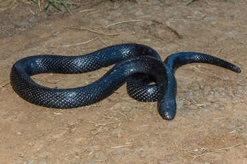 Obraz premium A shy Natal Black Snake (Macrelaps microlepidotus) on a warm summer's day in the wild