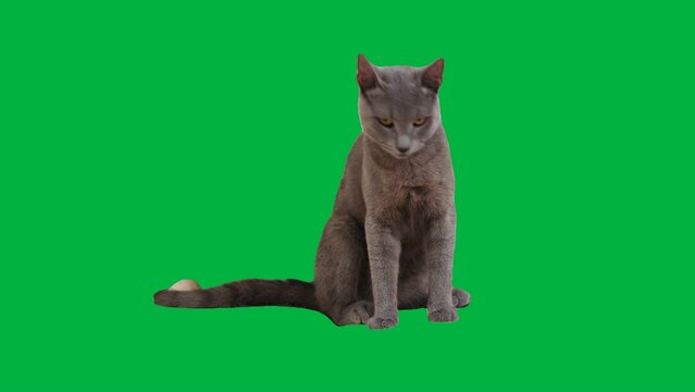 A young Russian Blue cat with striking yellow eyes gazes around and grooms itself against a vivid green backdrop.