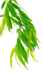 branches with green leaves. Branch with young green spring leaves. spring greenery on transparent, png