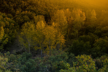 The warm glow of golden hour illuminates a grove of White Poplar trees, casting a serene light on the autumn foliage