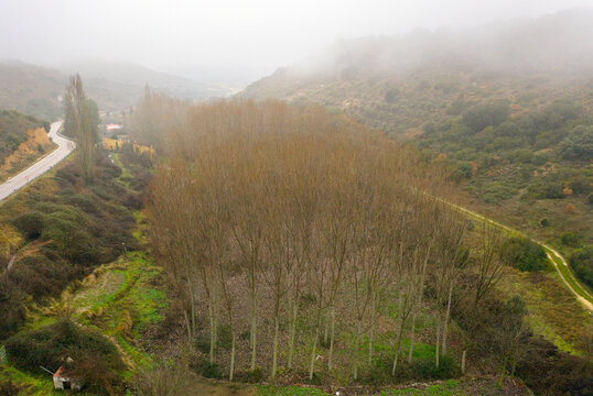 Misty hills with a winding road and leafless trees