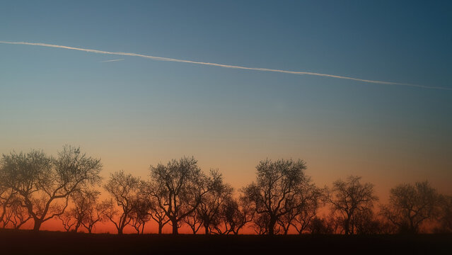 Silhouetted Trees Against a Sunset Sky