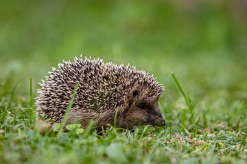 Hedgehog in the garden in the grass. © Jan Haz