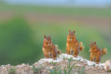 A family of squirrels feeding on top of a rock.