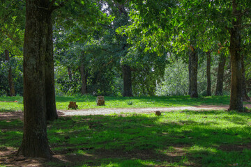 the forest in spring season