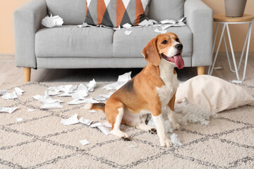 Naughty Beagle dog with torn pillow sitting in messy living room