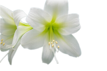 Fototapeta na wymiar Amaryllis. White amaryllis flower close-up