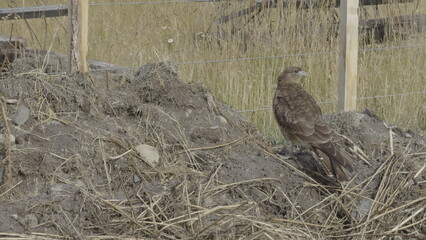 Majestic Eagle Taking Flight in the Wild After Hunting