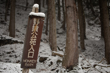Snow monkey park