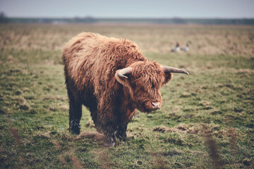 Highland beef standing on green field. High quality photo