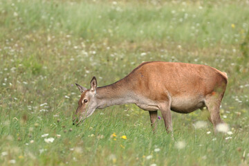 A doe grazing in a meadow with flowers.