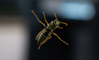 Close up of a Wasp