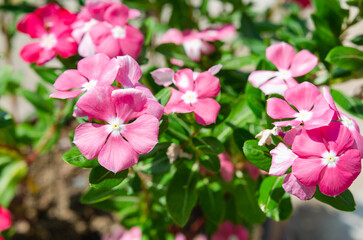 pink garden cosmos flowers on a summer meadow with warm light