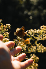 Hand almost touching a butterfly