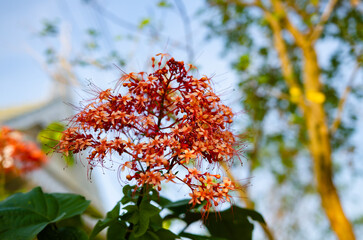 Close-up of flowers growing at garden