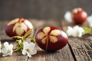 Brown Easter eggs dyed with onion peels with a pattern of leaves on a table, with white cherry blossoms - obrazy, fototapety, plakaty