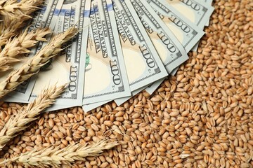 Dollar banknotes and wheat ears on grains, closeup. Agricultural business