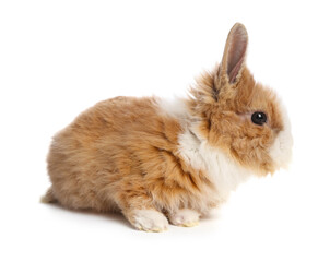 Cute fluffy pet rabbit isolated on white