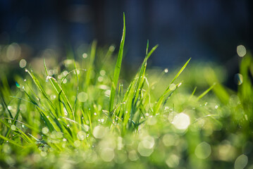 Zielona wiosenna trawa w porannym słońcu z kroplami rosy - obrazy, fototapety, plakaty