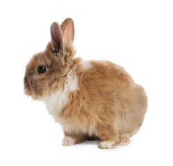 Cute fluffy pet rabbit isolated on white