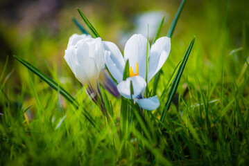 Krokus (Crocus) kwiat z białymi płatkami w wiosennej zielonej trawie.