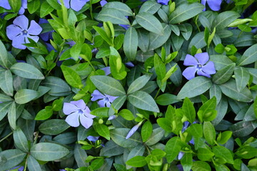 green periwinkle leaf texture as background, blue periwinkle flowers on green background