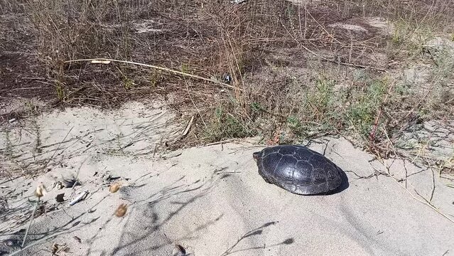 adult turtle lying on sand, hiding head and paws in shell. European pond turtle in natural habitat. Sensing danger, turtle hid in carapace. Summer day, fauna of Bulgaria