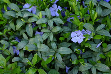 green periwinkle leaf texture as background, blue periwinkle flowers on green background