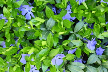 green periwinkle leaf texture as background, blue periwinkle flowers on green background