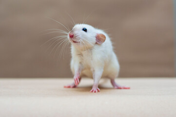 Cute rat