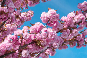 Japanese cherry 