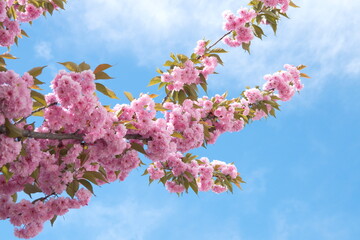 Japanese cherry 