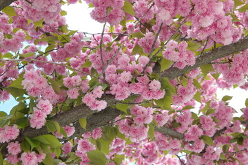 Japanese cherry "Kanzan" with gentle pink flowers, Prunus avium, Prunus serrulata "Kwanzan Cherry"