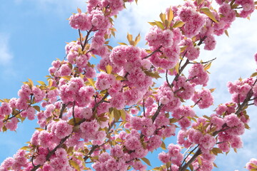 Japanese cherry 