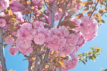 Japanese cherry 