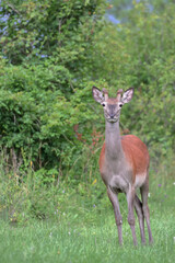 Young deer in the meadow. In the background are blurred trees and shrubs.