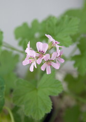 Geranium fragrance 