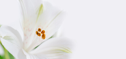 Macro photo of white alstroemeria with copy space. Close-up of a Peruvian lily with yellow stamens against a background of white petals.