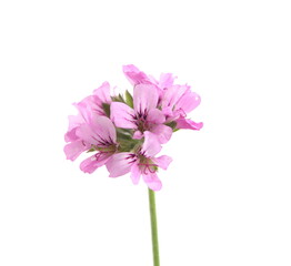 Geranium fragrance "Attar of roses" with pink flowers, scented-leaved pelargonium, rose-scented pelargonium, pelargonium perfume, on white background