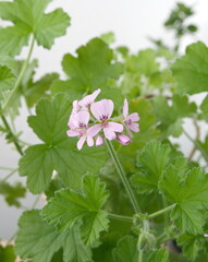 Geranium fragrance 