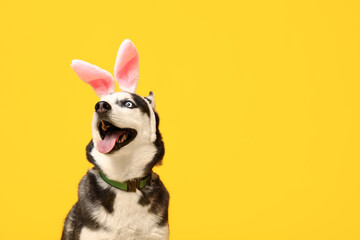 Adorable Husky dog with bunny ears on yellow background. Easter celebration