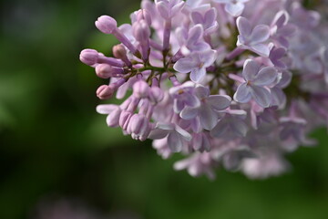 pink lilac blooming with flowers and buds close up, soft lilac, pink flowers mauve, art beautiful bokeh, close up of lilac flowers, lilac flowers on a branch, Pink mulberry flowering background