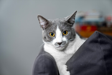 grey and white cat portrait. Muzzle of a gray fluffy cat close-up lying on the couch or sofa or...