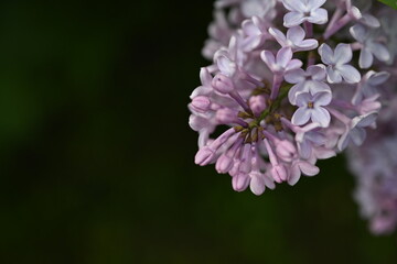 pink lilac blooming with flowers and buds close up, soft lilac, pink flowers mauve, art beautiful...
