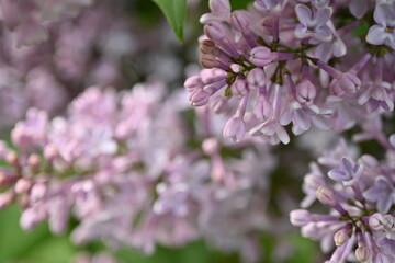 pink lilac blooming with flowers and buds close up, soft lilac, pink flowers mauve, art beautiful bokeh, close up of lilac flowers, lilac flowers on a branch, Pink mulberry flowering background