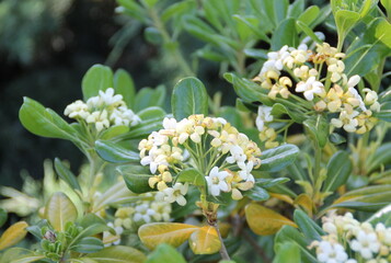 Blossom of pittosporum tobira, Australian laurel, Japanese pittosporum, mock orange, Japanese cheesewood