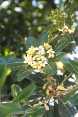 Blossom of pittosporum tobira, Australian laurel, Japanese pittosporum, mock orange, Japanese cheesewood