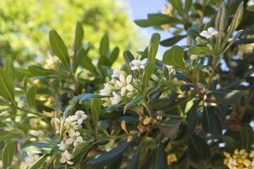 Fototapeta premium Blossom of pittosporum tobira, Australian laurel, Japanese pittosporum, mock orange, Japanese cheesewood