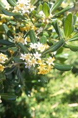 Blossom of pittosporum tobira, Australian laurel, Japanese pittosporum, mock orange, Japanese cheesewood